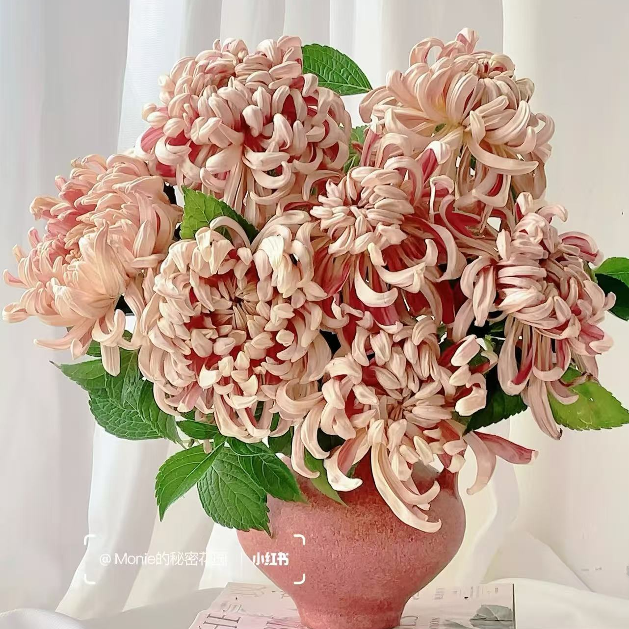 【大菊】花期长 新手友好 中国风花材   鲜切花