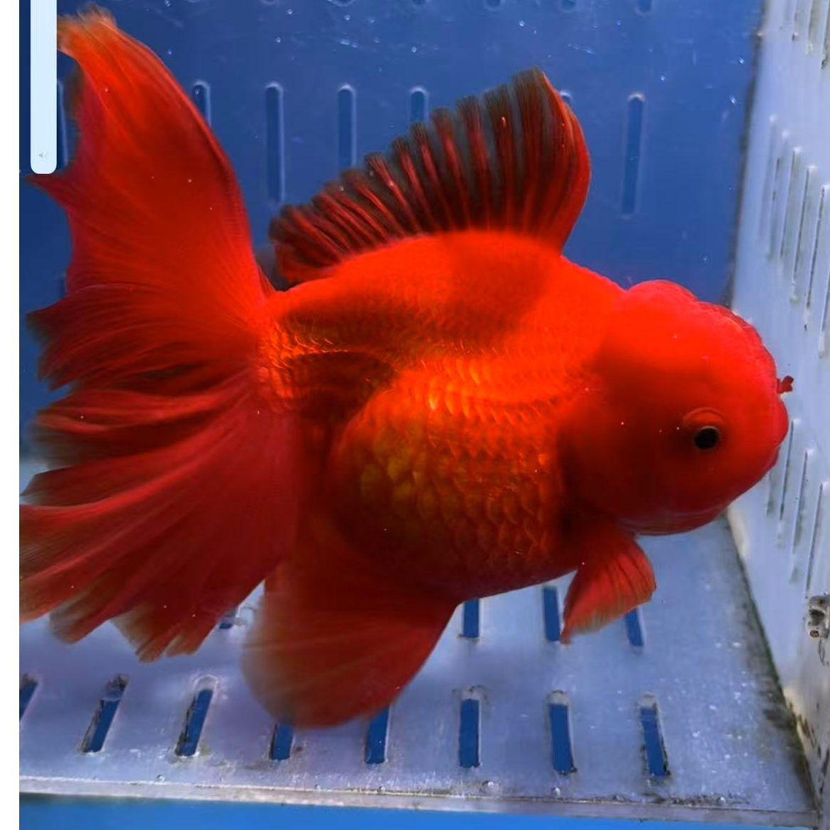 宠物泰狮2号链接   无开箱视频不售后    臀鳍不论