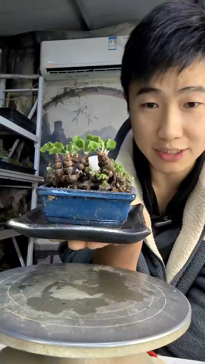 在***屋中青园艺一物一拍200