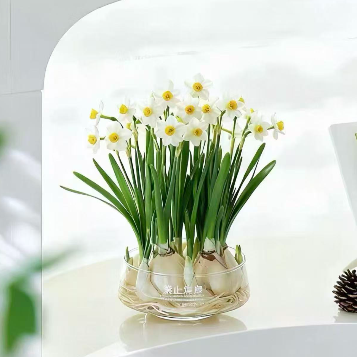 漳州水仙花水培盆栽带盆花卉冬天好养室内外浓香型花卉