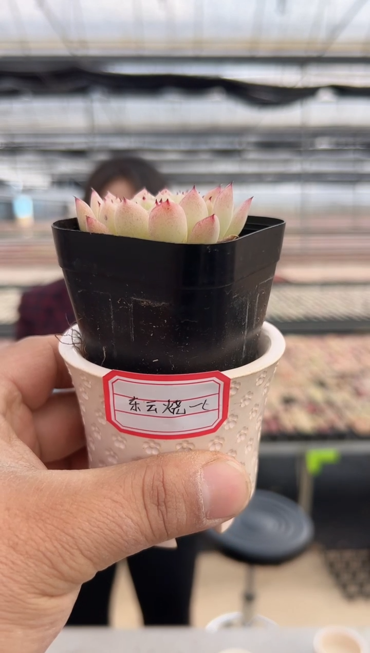 【闪购商品】东云烧-1