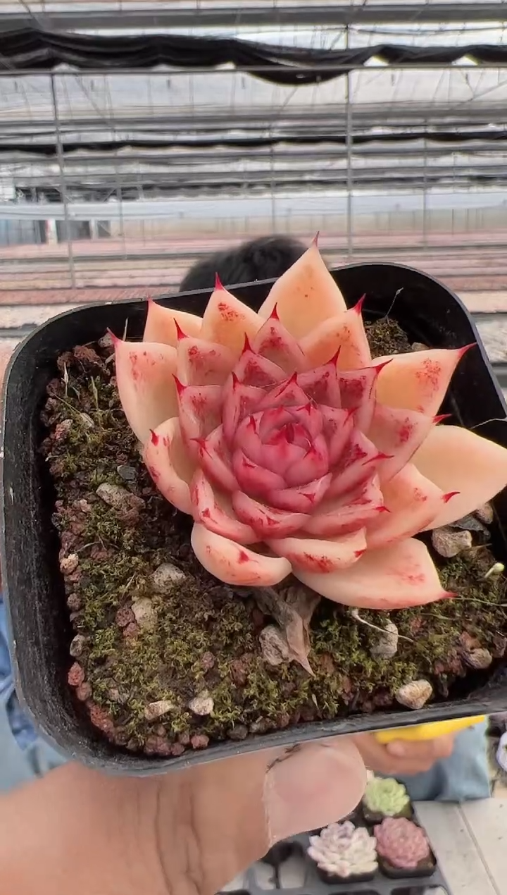 【闪购商品】新款多肉-263