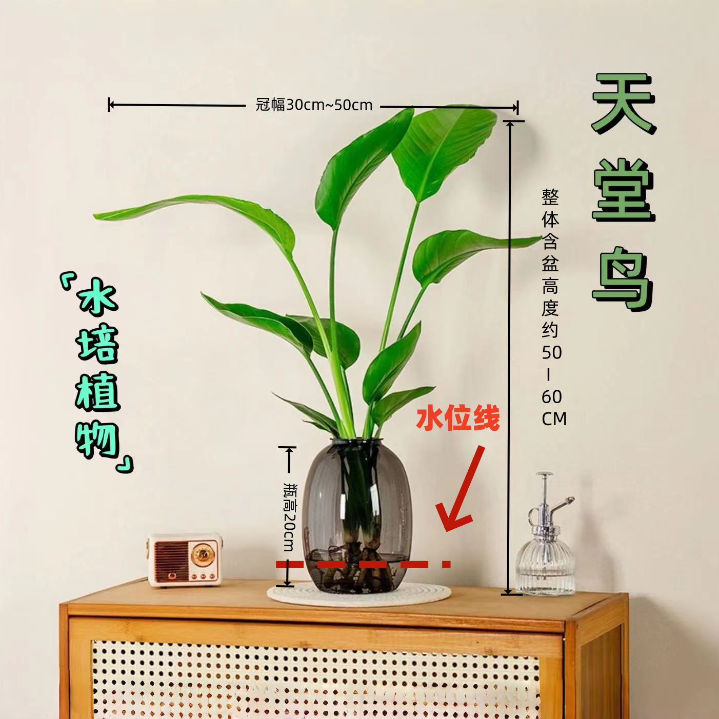 水培天堂鸟绿植室内植物盆栽桌面好养护鲜活观叶简约清新绿色盆景
