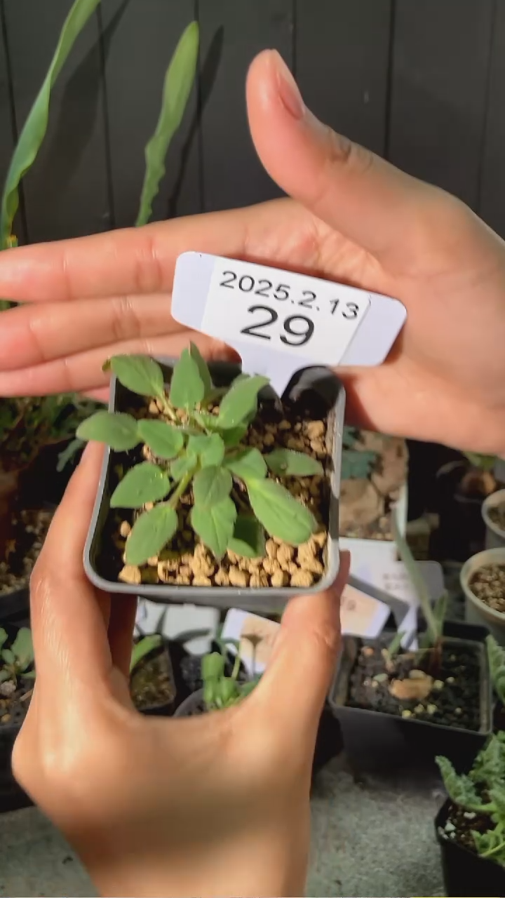 【闪购商品】莫尼利福尔梅洋葵2.13.29