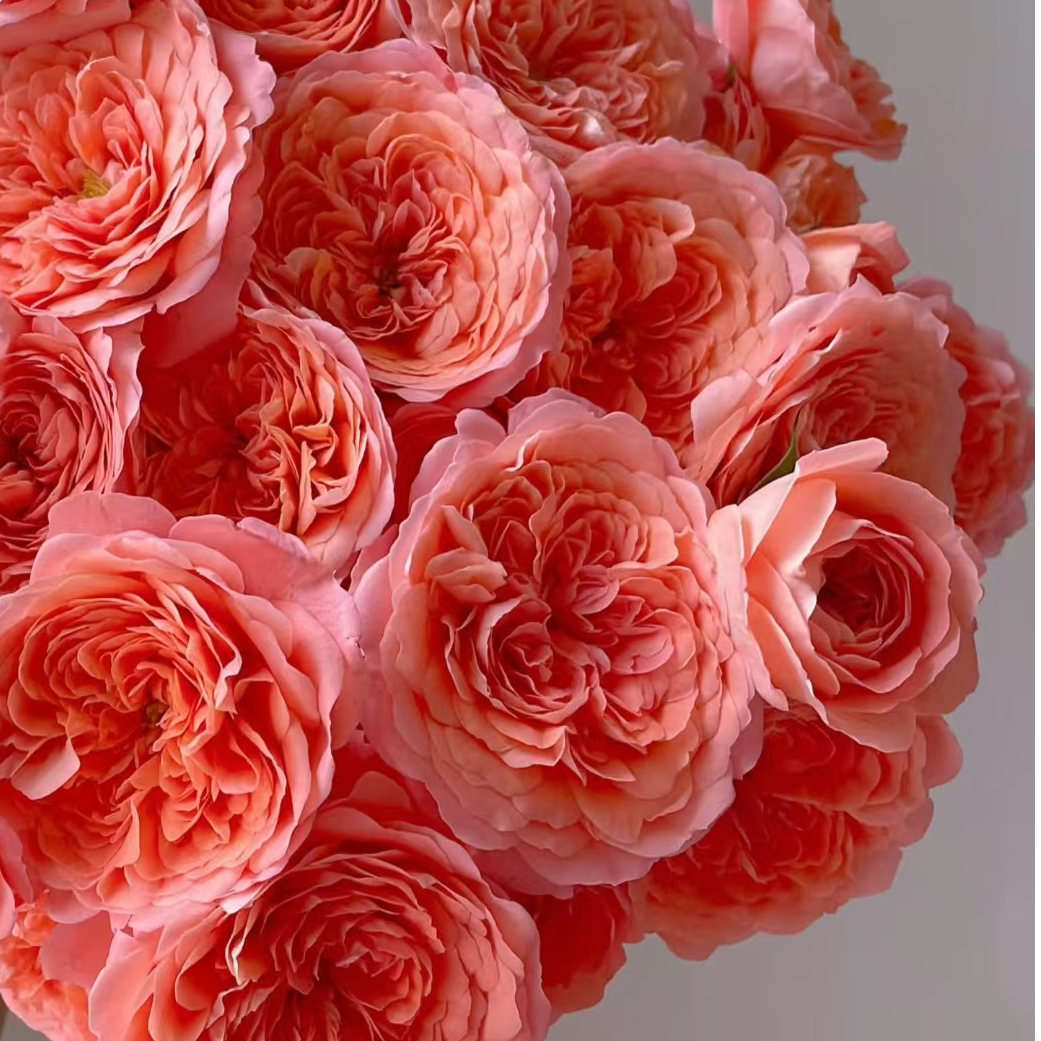 （A级 多头杏色果汁）玫瑰云南基地直发生活鲜花