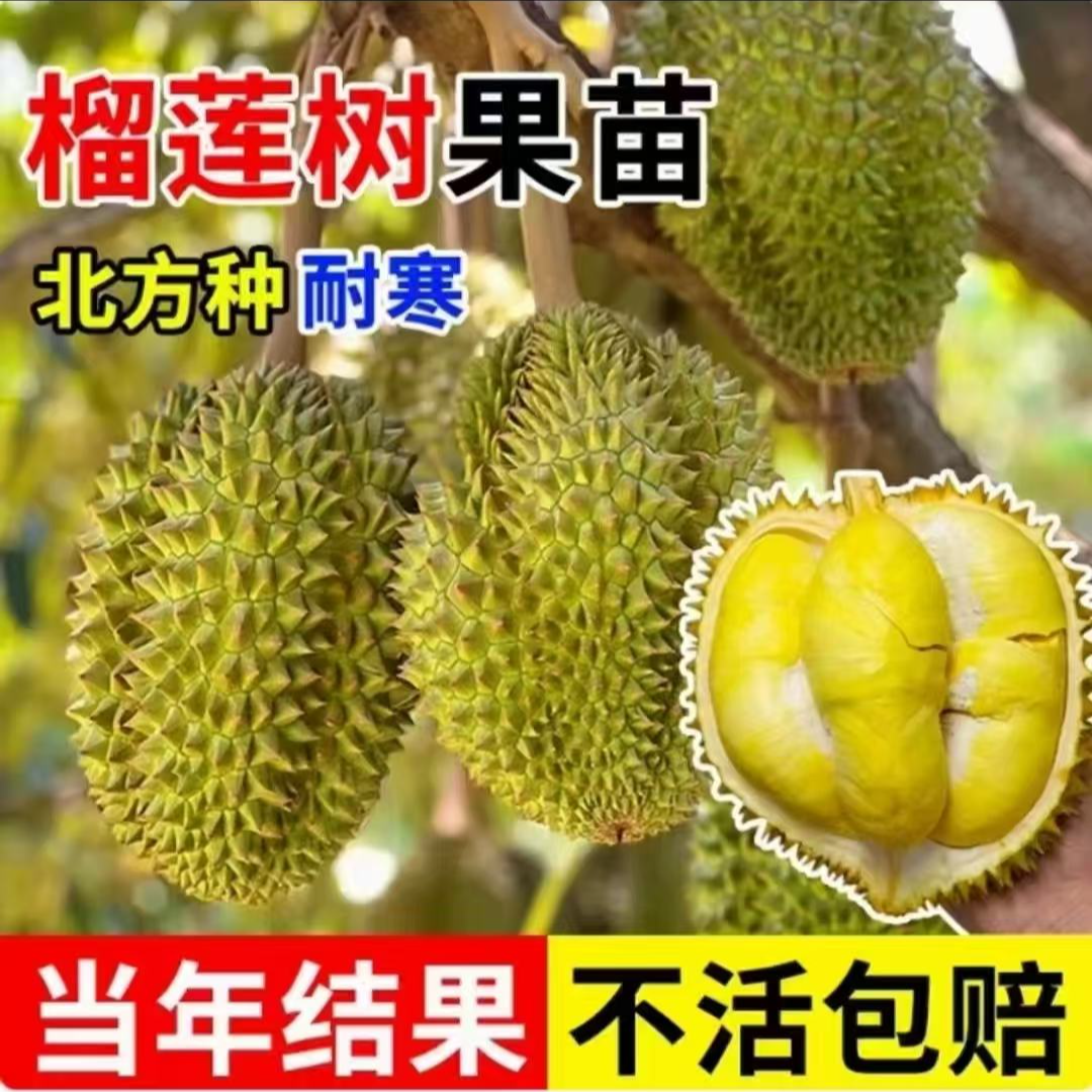 M【当年结果】榴莲果树苗南北方耐寒耐热品种地栽盆栽庭院种植
