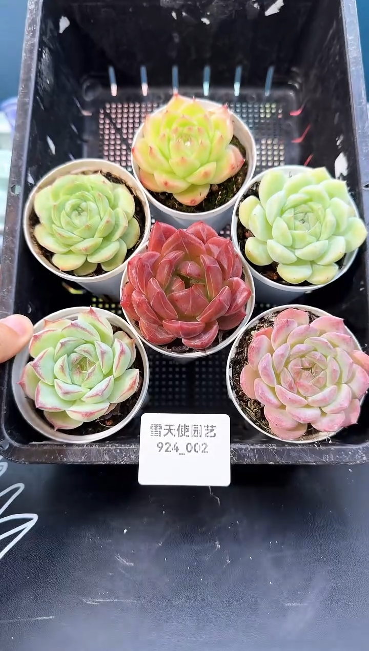 924-002多肉6颗 