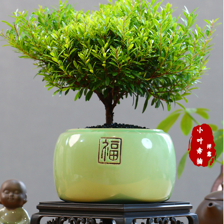 小叶赤楠老桩盆景绿植盆栽办公室内桌面茶几净化空气花卉植物苗