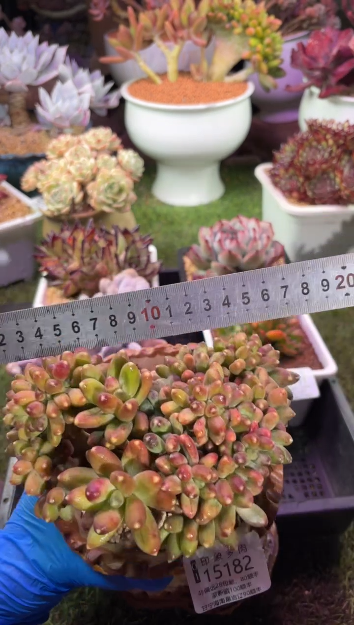 【闪购商品】15182