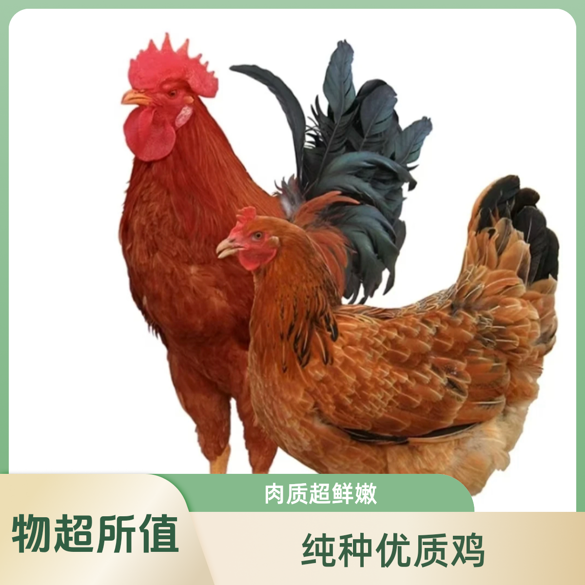 大种九斤红50个带框发货