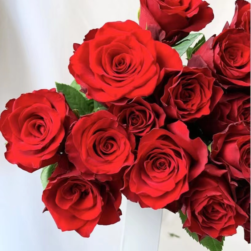 花花【红丝绒+海神王】四季开花盆栽花苗易爆盆植物新手养护