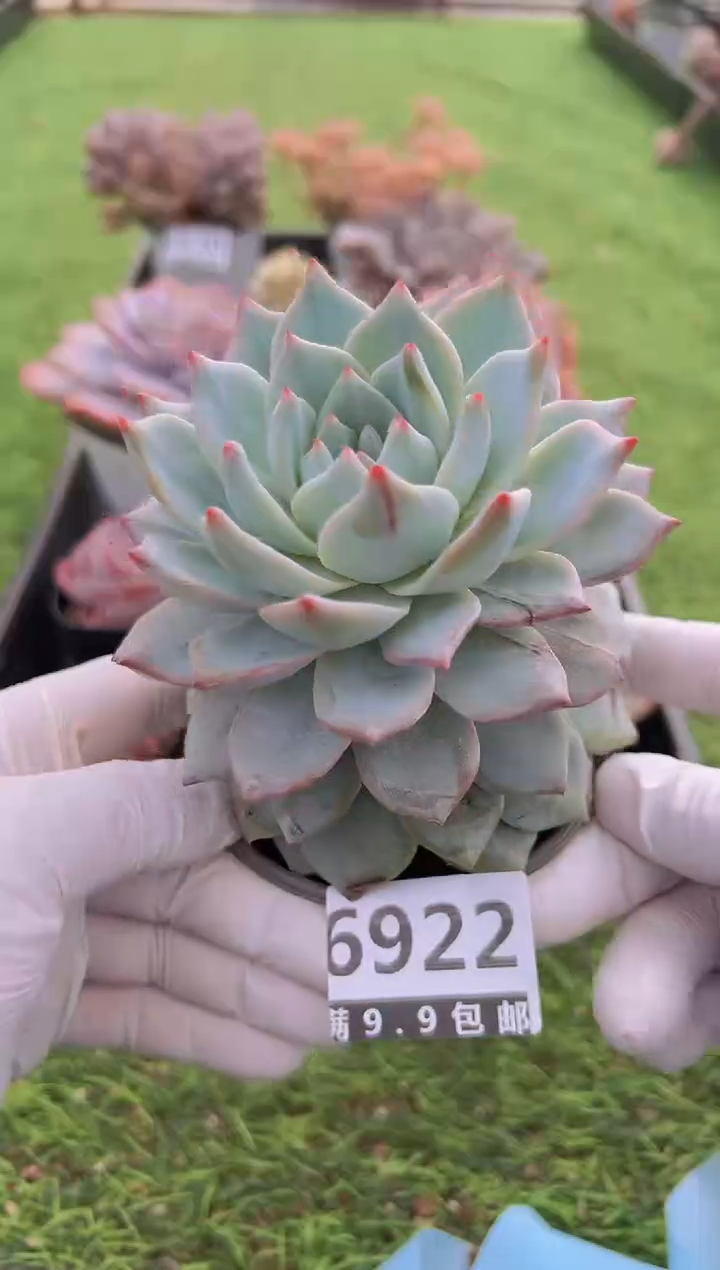 【闪购商品】信福多肉一物一拍