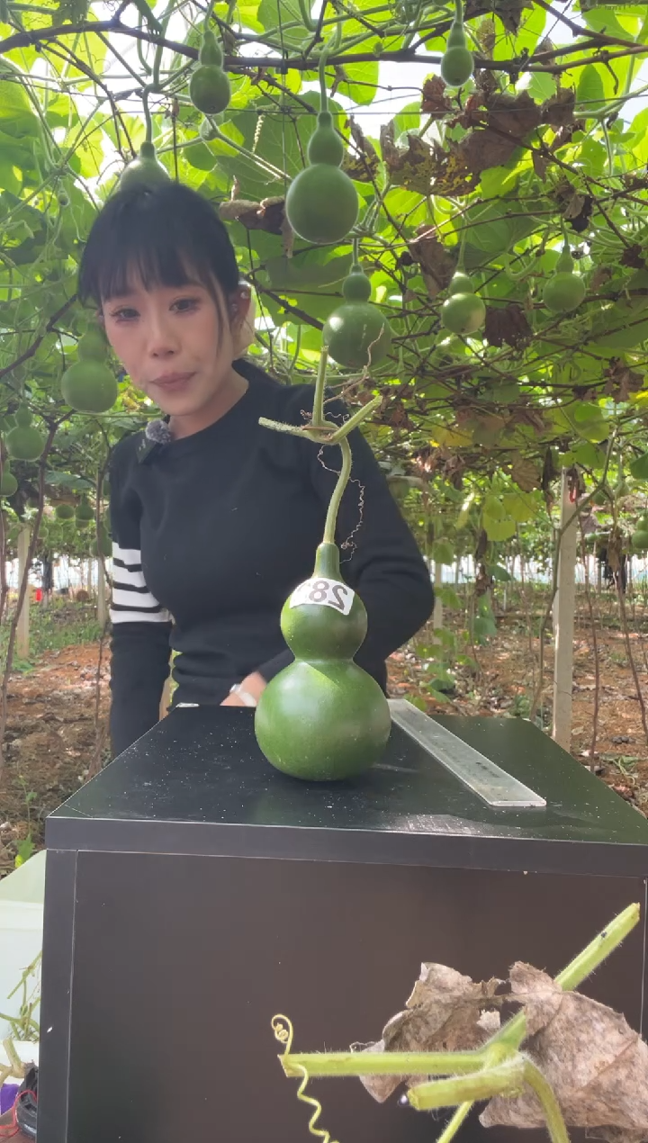 开****生283天然葫芦摆件 一物一拍龙头不保售后不带礼品