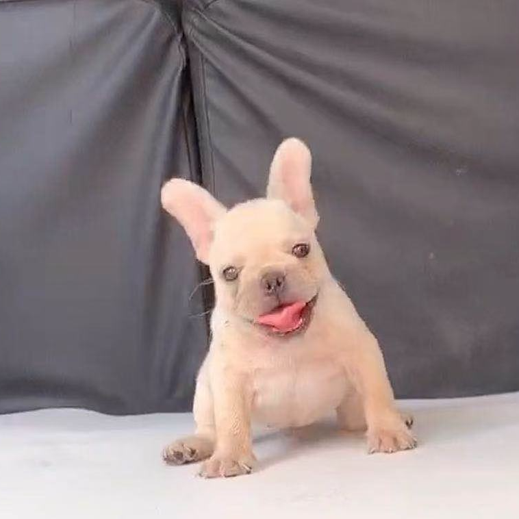 【宠上家】法国斗牛犬狗狗宠物活体狗狗萌宠小型犬法斗幼犬法斗狗