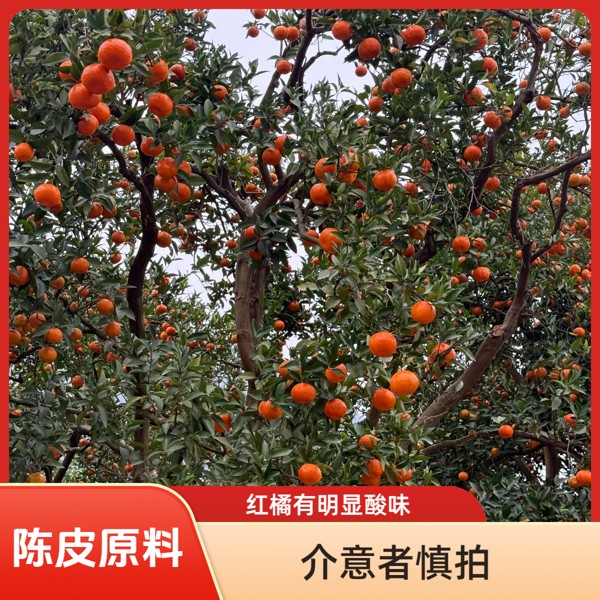 【老树重庆万川川红橘】古红橘四川万县古红橘老记忆 川陈皮原材料