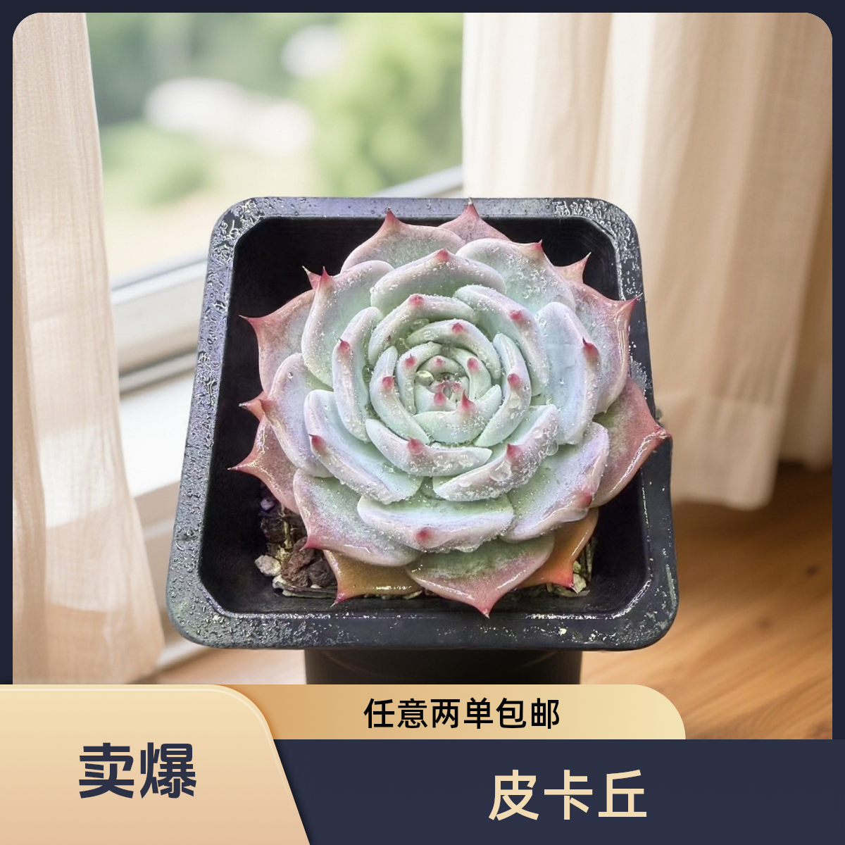 控养单头皮卡丘 睫毛精小精品带盆土（任意两单包邮）