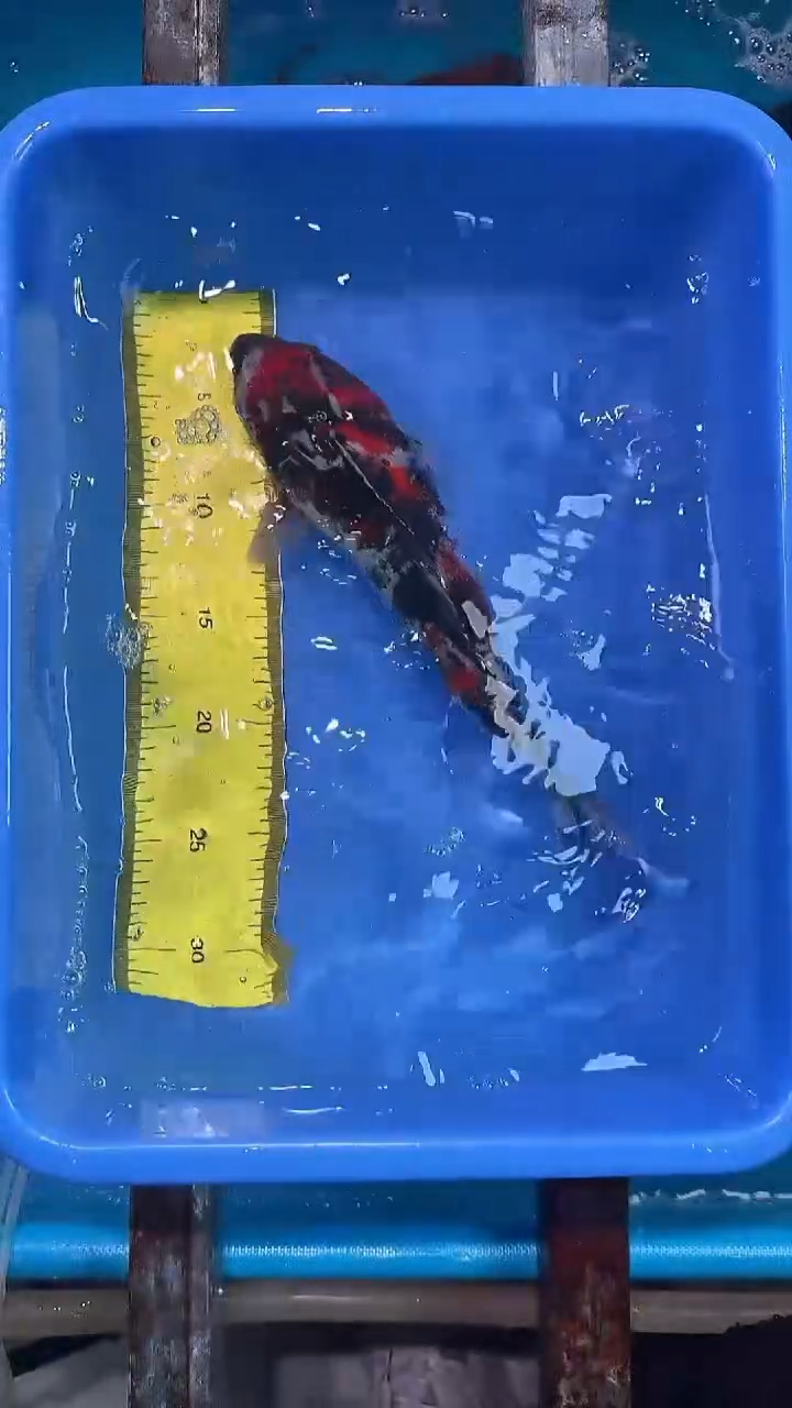 锦鲤锦鲤花财锦鲤链接11