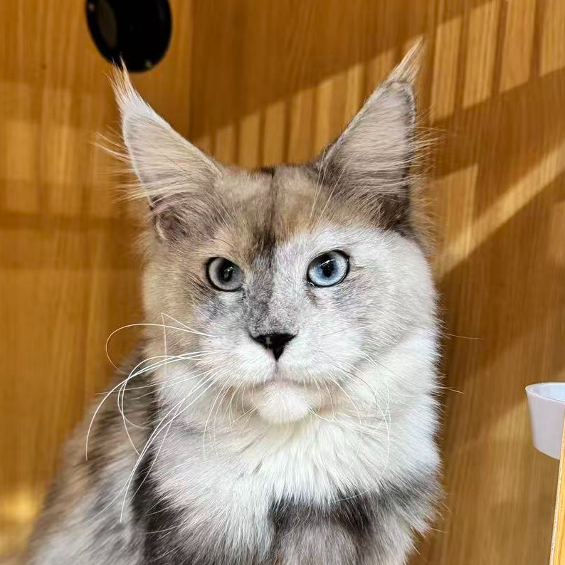 来了姊妹-烟白双蓝眼缅因猫-弟弟-75