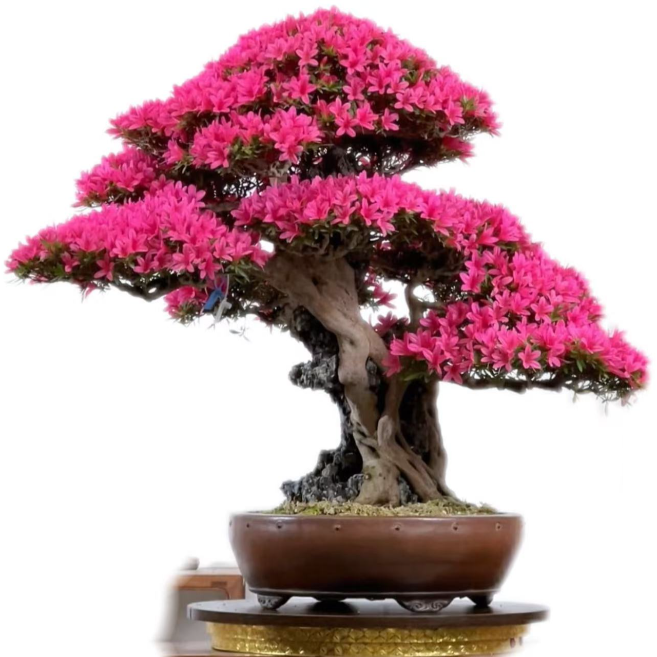 千年杜鹃花百年老桩嫁接丹东红免费寄养一年