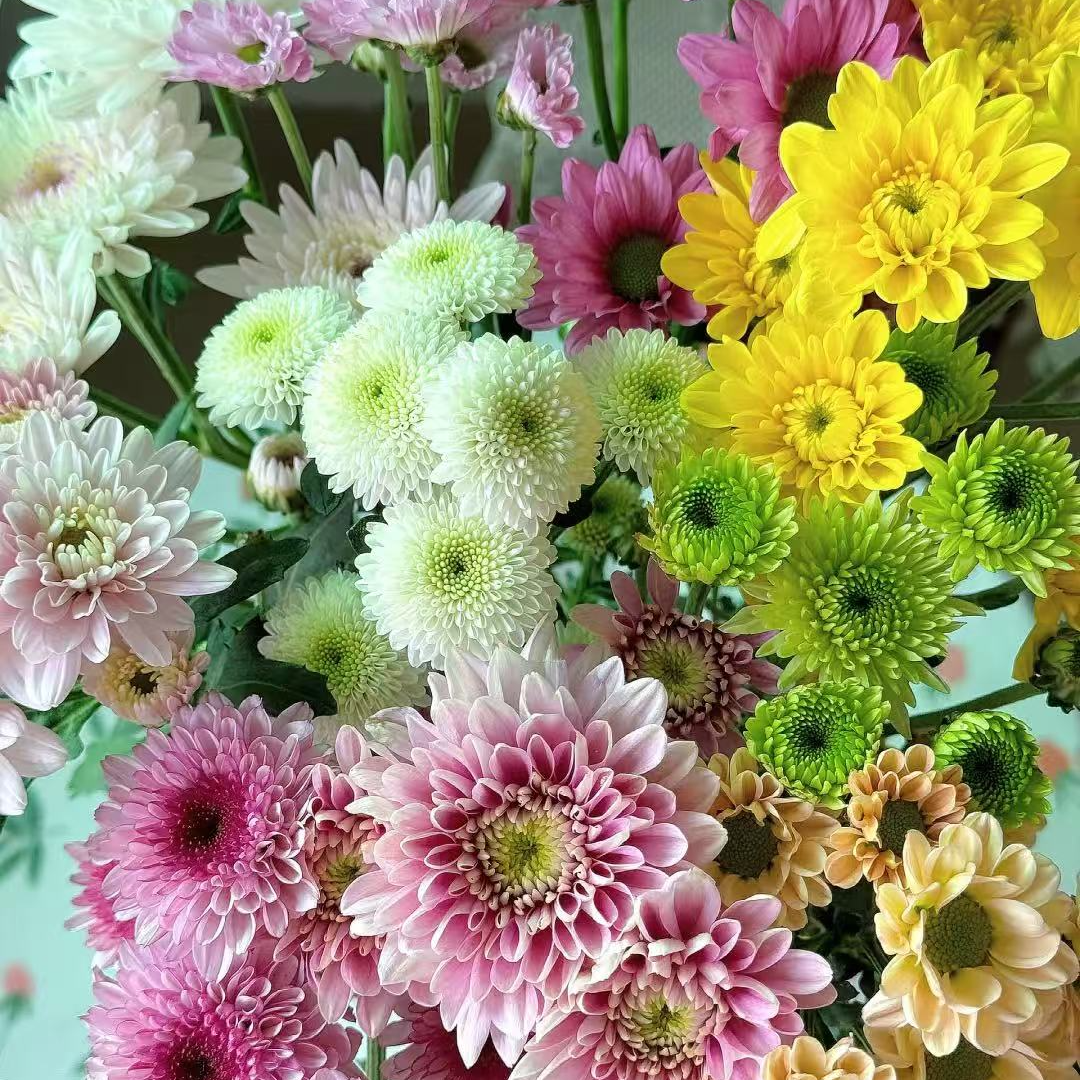 5支小雏菊颜色随机10天花期超抗养