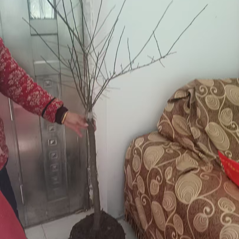 3cm_红梅树苗别墅庭院花树花苗植物绿化风景树盆栽