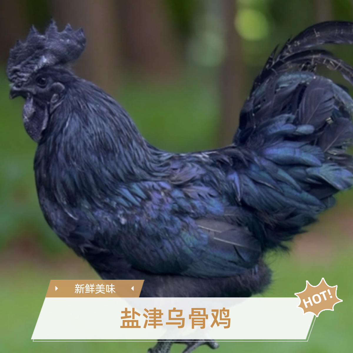 （福利）盐津乌骨鸡云南六大名鸡之首现场挑选顺丰 包冰率不含冰