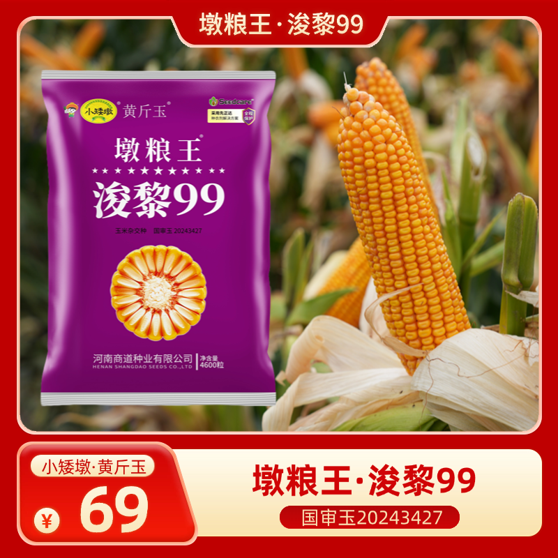浚黎99墩粮王小矮墩高产耐高温耐旱抗倒伏抗病玉米种子新国审厂家