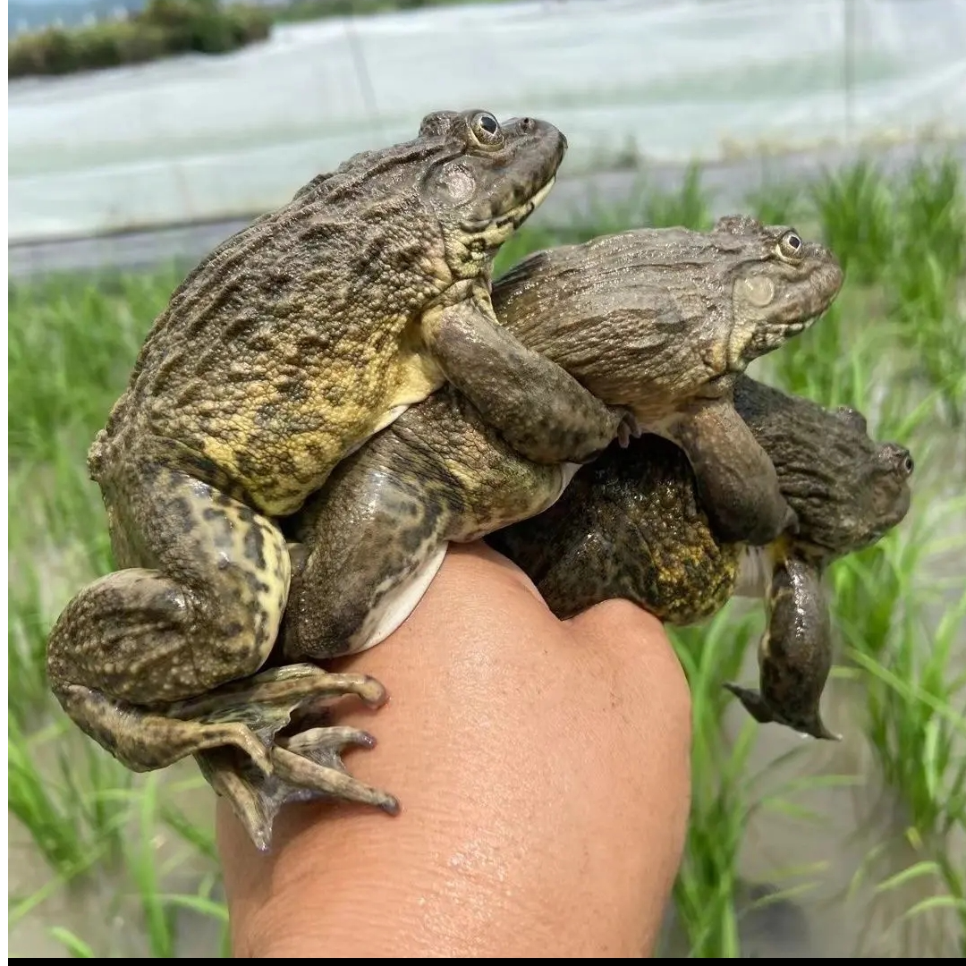 特大5斤生态野散养稻田蛙现捉现发产地直供顺丰包邮