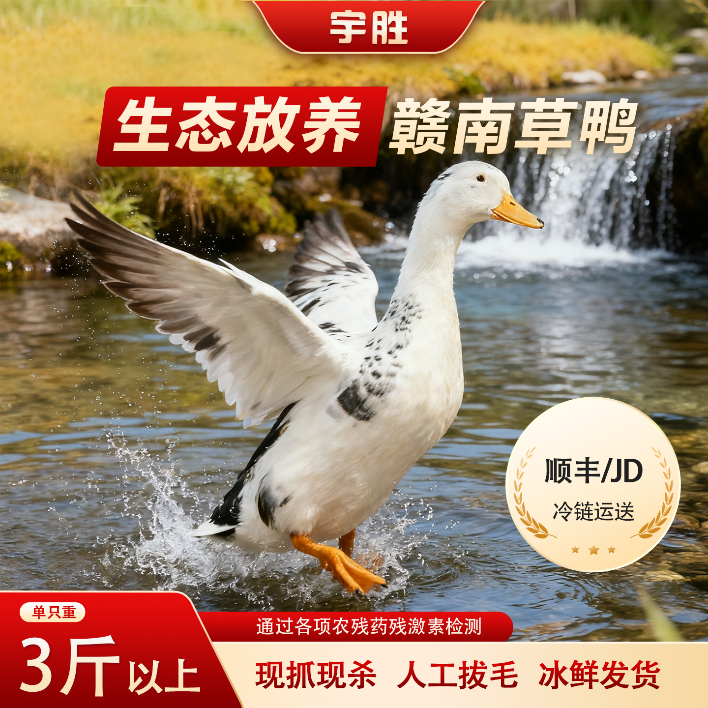 【宇胜生态农场】赣南草鸭生态放养新鲜现宰正宗土鸭红烧