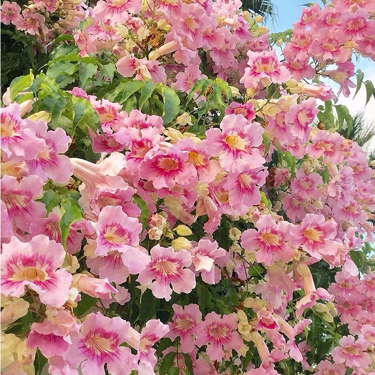 粉凌霄爬藤盆栽 木本耐寒植物 阳台庭院地栽多年生多季开花好养