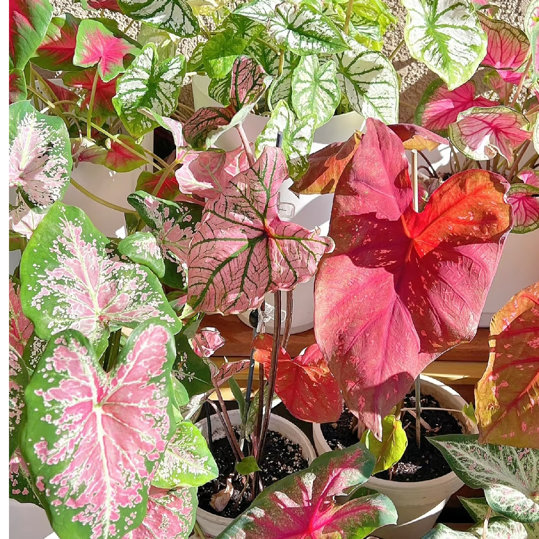 热带植物  进口球彩叶芋热值综合链接  具体以直播间展示为准