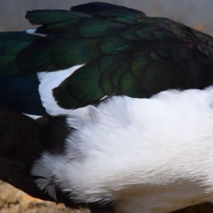 宠物鸭观赏鸭可爱小鸭子