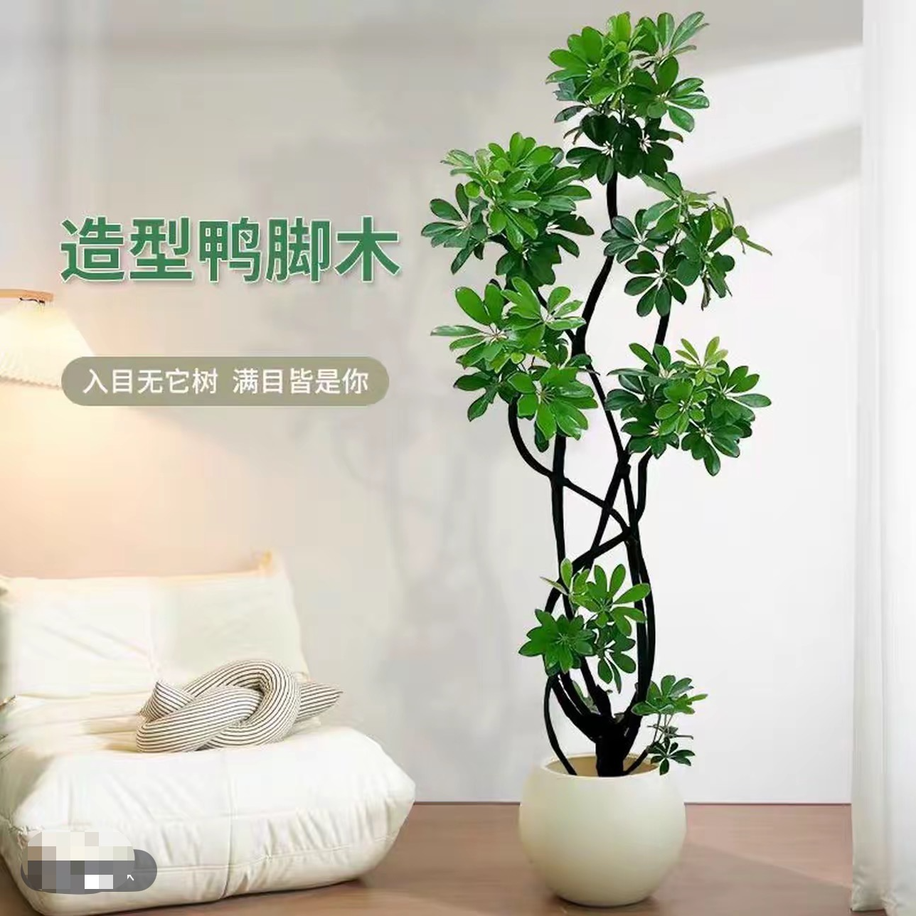 鸭脚木客厅大盆栽老桩造型净化空气阳台花卉好养绿植