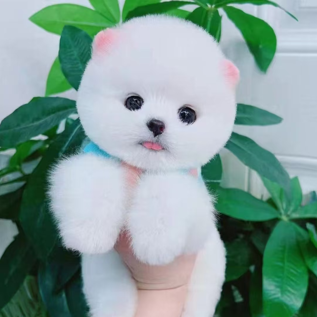 梓扬宠物博美茶杯犬通用链接