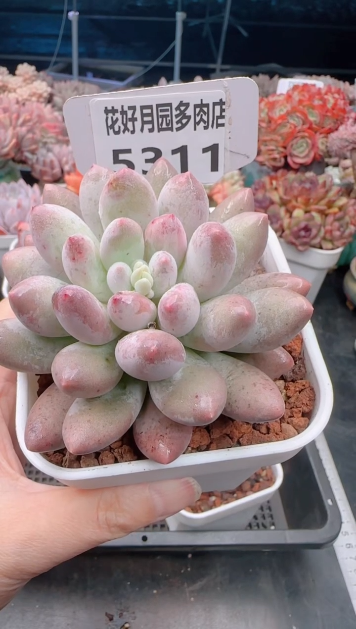 【闪购商品】5311.