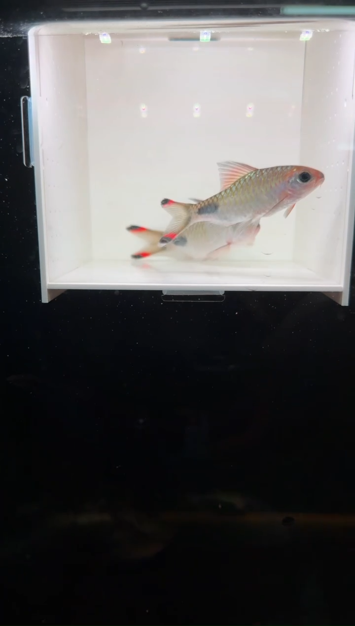 工具鱼红杂紫2222