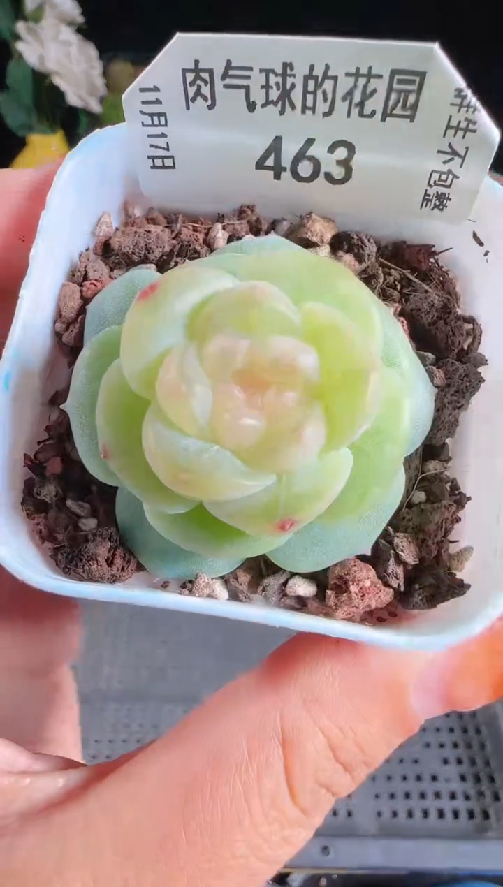 1117-463星月麦秆群生不包整