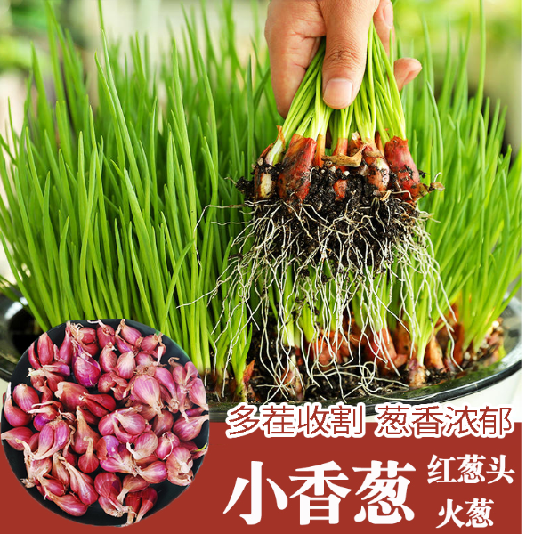 小香葱种头红葱头苗黄葱头精选葱种苗阳台盆栽地栽