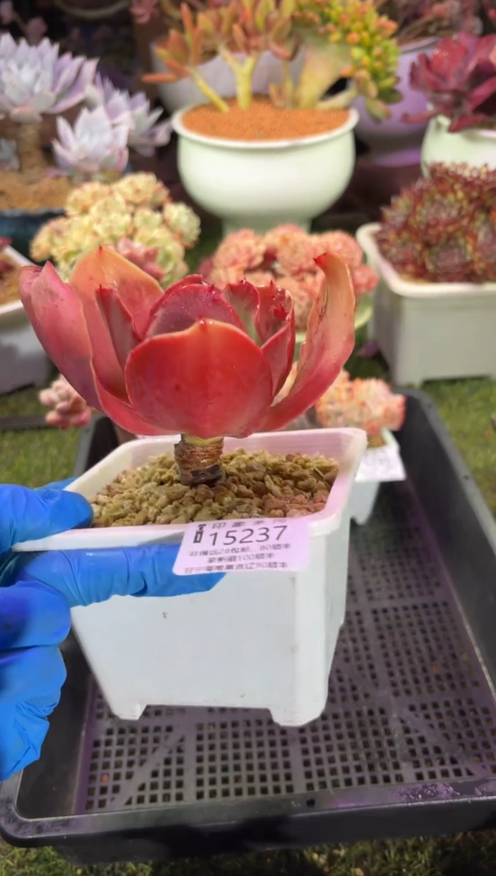 【闪购商品】15237