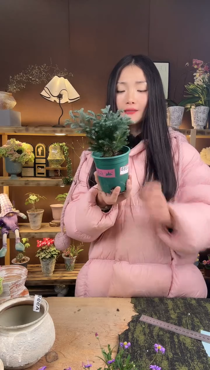 以实际为准蓝湖柏育苗盆388