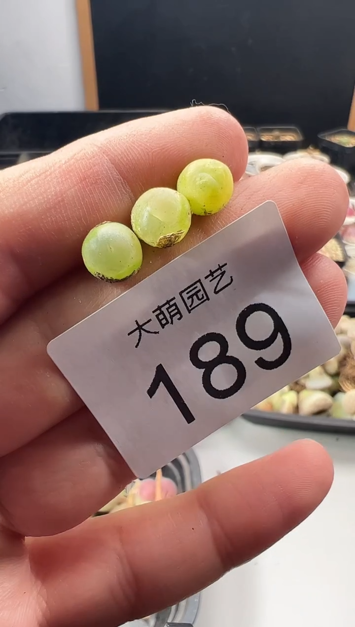  一物一拍         189