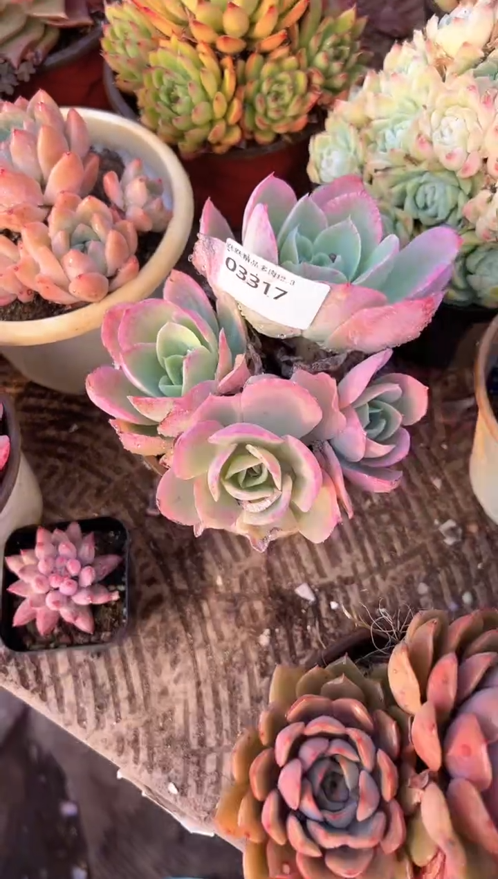 非**域多肉植物一物一拍03317