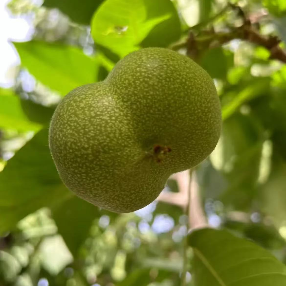 青皮 （现拍现开 开好不退不换）