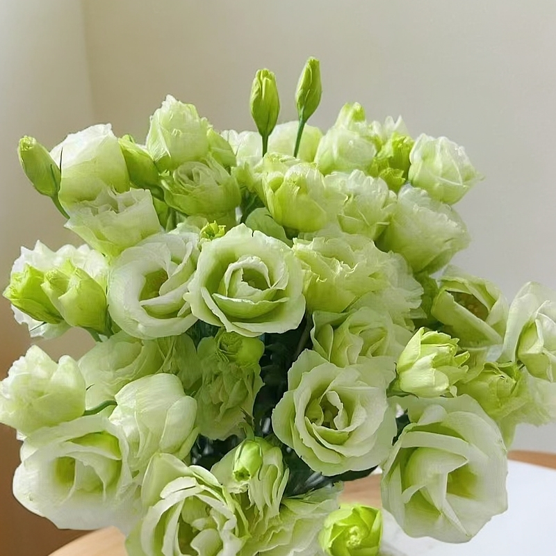  【香羿鲜花】绿色洋桔梗700-800克/全场任意满两单及以上包邮