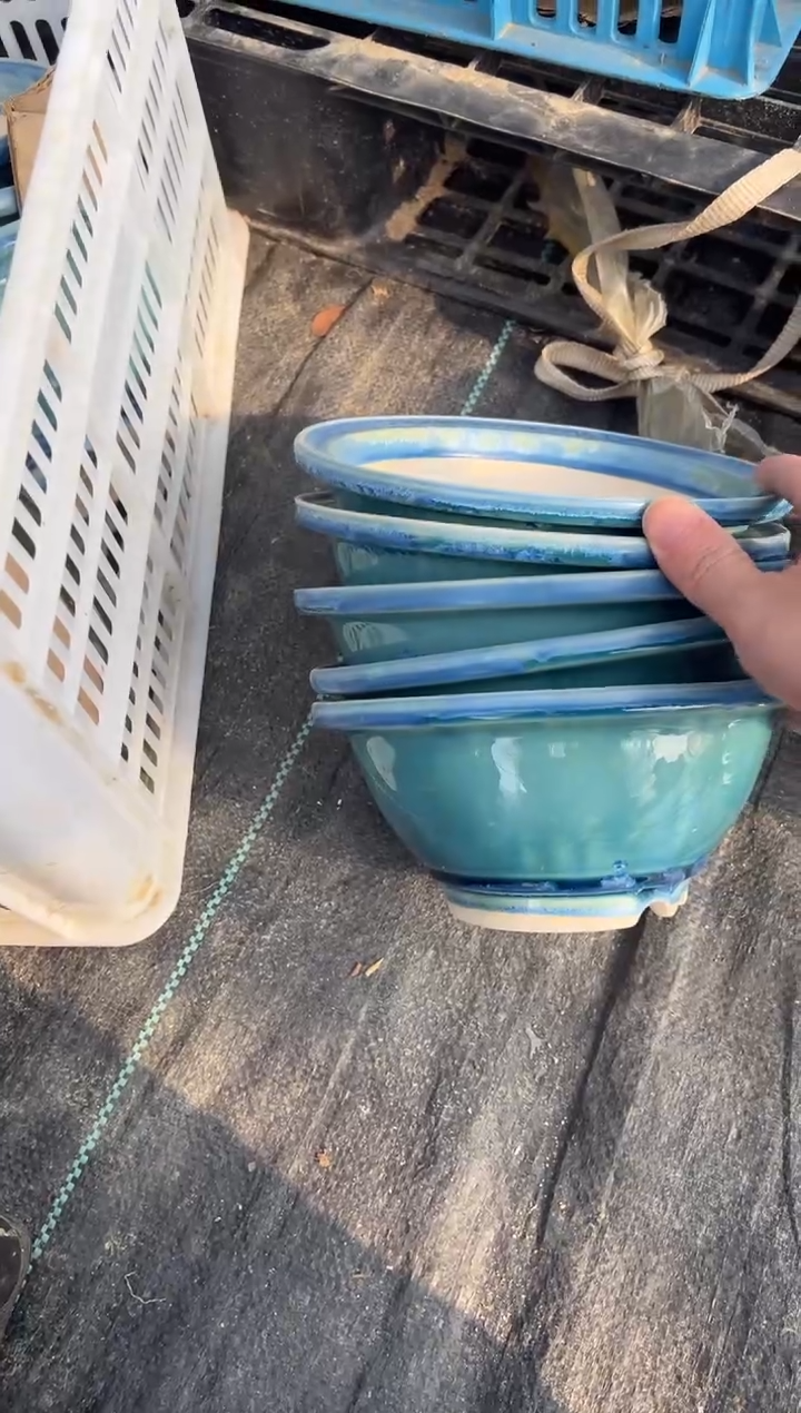 缘****号16号盆5个微瑕