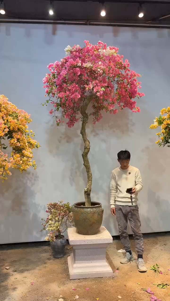 以实际为准少**卖三角梅4