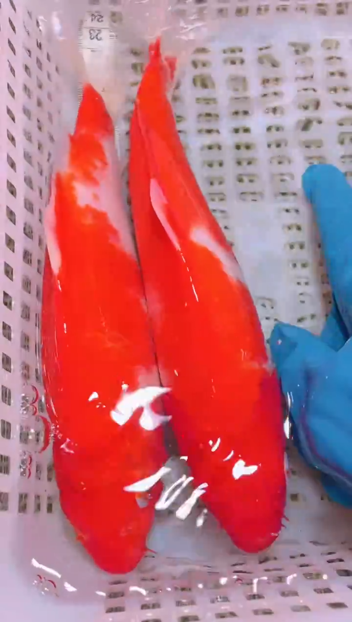 锦鲤冷水观赏鱼全场包邮72