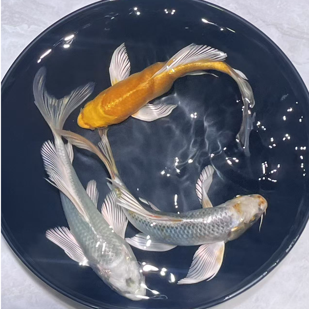 101-150号锦鲤蝴蝶鲤金鱼淡水鱼冷水鱼包邮包活