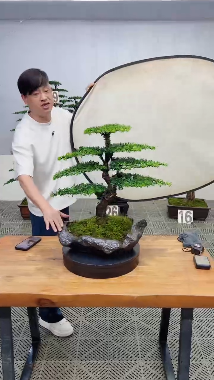 无花朵造型盆景一物一拍