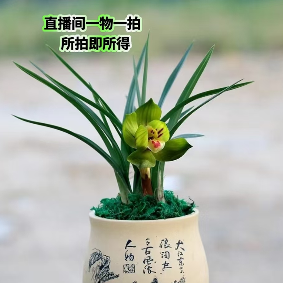 崇德兰苑人工自然种植兰花兰花盆栽直播间一物一拍兰花草兰一三